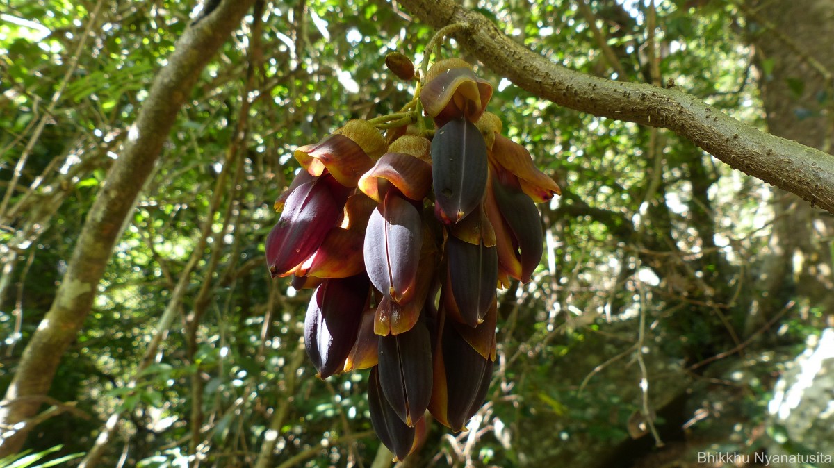 Mucuna atropurpurea (Roxb.) DC. ex Wight